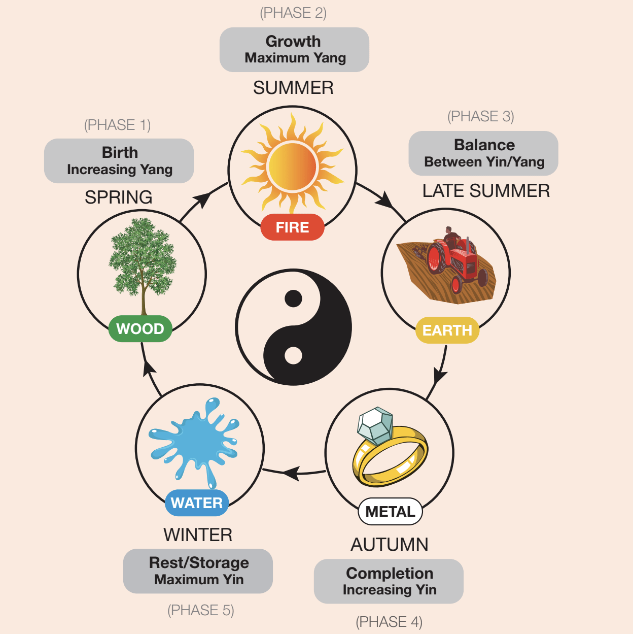 Picture depicting the five phases in chinese medicine, including the 5 seasons